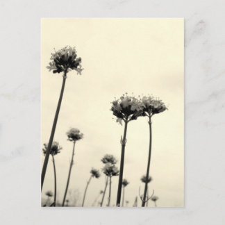 Cartão Postal Flores selvagens (B&W)