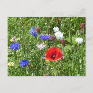 Cartão Postal Flores selvagens: Cartão-postal Azul Branco Vermel