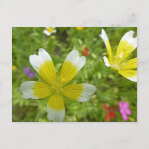 Cartão Postal Flores Selvagens: Cartão-postal branco amarelo