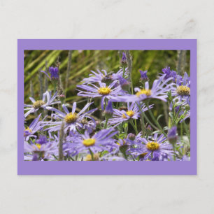 Cartão Postal Flores Selvagens: Cartão-postal Michaelmas Daisies