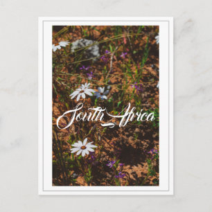 Cartão Postal Flores Selvagens da África do Sul da Costa Oeste
