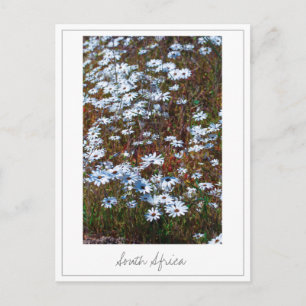 Cartão Postal Flores Selvagens da África do Sul da Costa Oeste