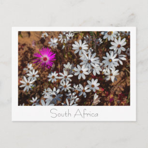 Cartão Postal Flores Selvagens da Costa Oeste da África do Sul