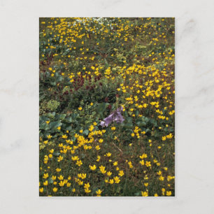 Cartão Postal Flores selvagens da Ilha Hall, Bog Saxifrage
