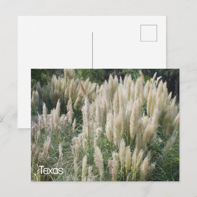 Cartão Postal Flores Selvagens do Texas (Frente/Verso)