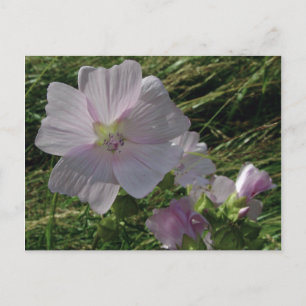 Cartão Postal Flores Selvagens N.o 3   Postagens