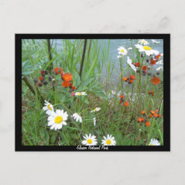 Cartão Postal Flores selvagens na Glacier