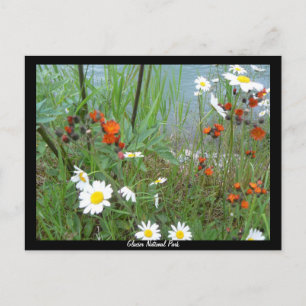Cartão Postal Flores selvagens na Glacier