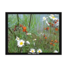 Flores selvagens na Glacier