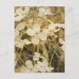 Cartão Postal Flores selvagens na Sepia