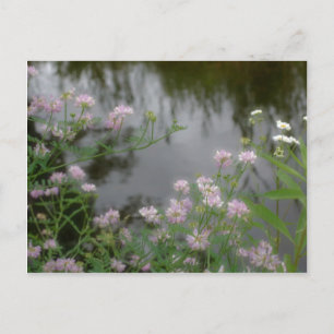 Cartão Postal Flores Selvagens Rosa Próximo à Natureza Brook