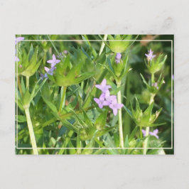 Cartão Postal Flores selvagens roxas pequenas