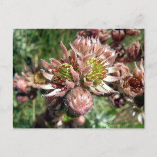 Cartão Postal Flores (Sempervivum) e pintinhos