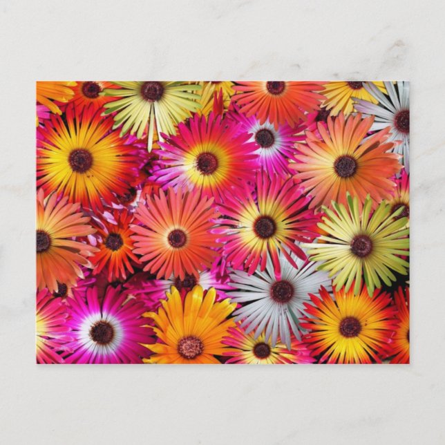 Cartão Postal flores silvestres (Frente)