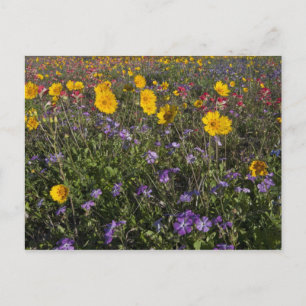 Cartão Postal Flores silvestres à beira da estrada no Texas, pri