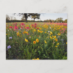 Cartão Postal Flores silvestres à beira da estrada no Texas, pri