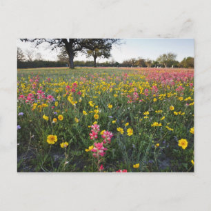 Cartão Postal Flores silvestres à beira da estrada no Texas, pri