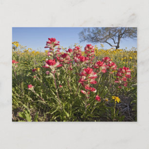 Cartão Postal Flores silvestres à beira da estrada no Texas, pri