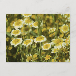 Cartão Postal Flores silvestres Amarelo e Branco Girassóis