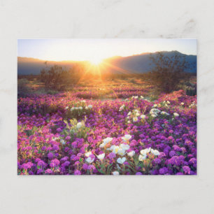 Cartão Postal Flores silvestres ao pôr do sol   Anza-Borrego Des