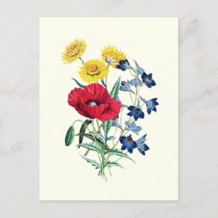 Cartão Postal Flores Silvestres Botânicas Vintage: Papoula, Marg