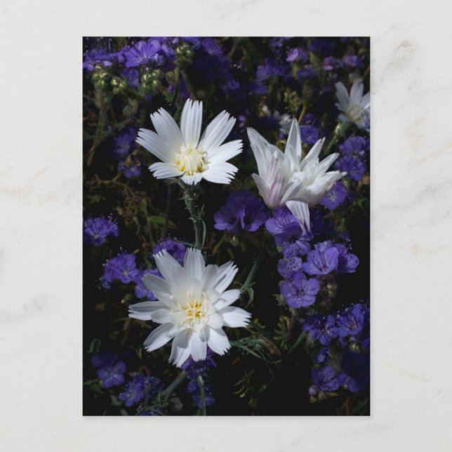 Cartão Postal Flores Silvestres Chicória e Phacelia (Frente)
