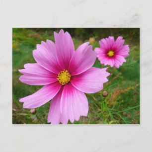 Cartão Postal Flores Silvestres Cosmos Rosa