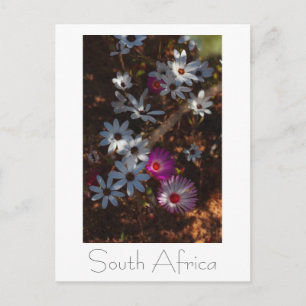 Cartão Postal Flores Silvestres da Costa Oeste da África do Sul