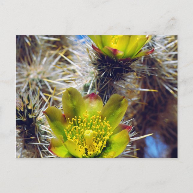 Cartão Postal Flores Silvestres de Cacto Cholla Prateado (Frente)