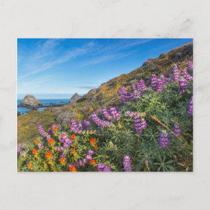 Cartão Postal Flores silvestres de Lupino e Pincel de Pintor