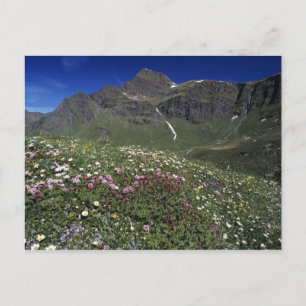Cartão Postal Flores silvestres, florindo, Alpes, Suíça