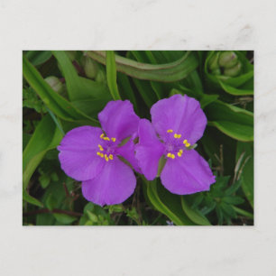 Cartão Postal Flores Silvestres Fuchsia Spiderwort Presentes de