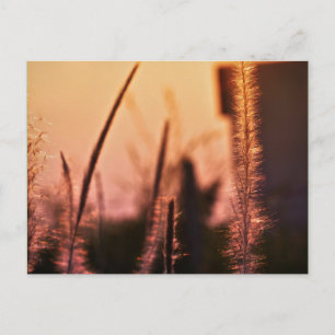 Cartão Postal flores silvestres - postais