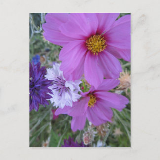 Cartão Postal flores silvestres roxas