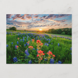 Cartão Postal Flores   Texas Bluebonnets & Indian Paintbrush