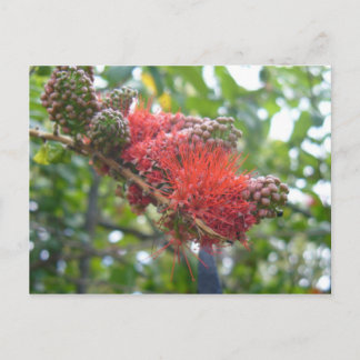Cartão Postal Flores Tortola