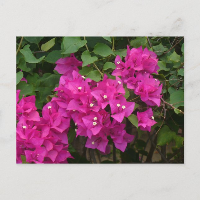 Cartão Postal Flores Tortola (Frente)