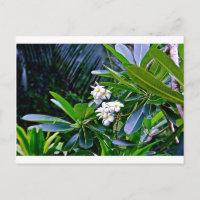 Flores Tropicais De Plumeria