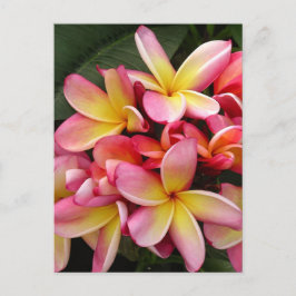 Cartão Postal Flores Tropicais de Plumeria Rosa e Amarelo
