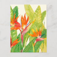 Flores Tropicais | Pássaro do Paraíso