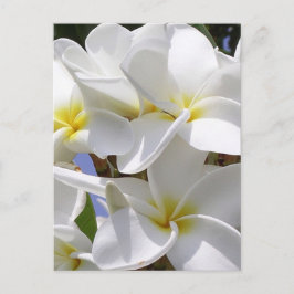 Cartão Postal Flores Tropicais Plumeria