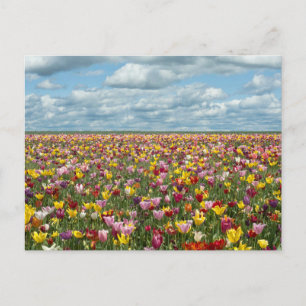 Cartão Postal Flores   Tulipas Willamette Valley Oregon