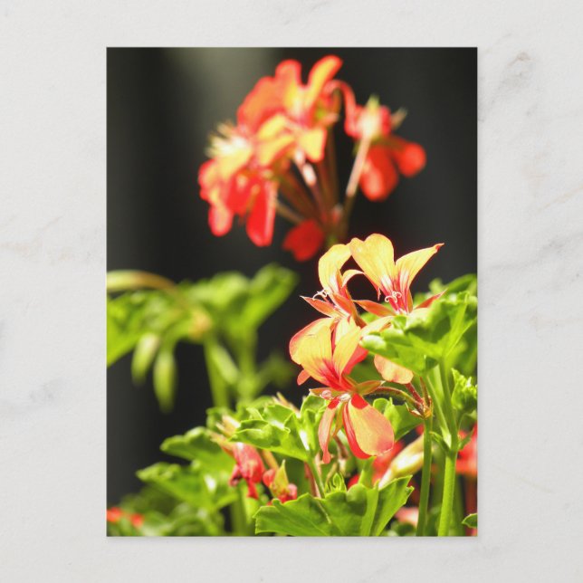 Cartão Postal Flores Ucranianas (Frente)