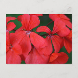 Cartão Postal flores vermelhas