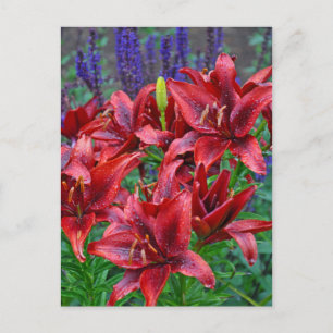 Cartão Postal Flores vermelhas