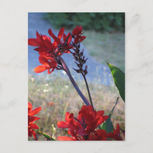 Cartão Postal Flores Vermelhas