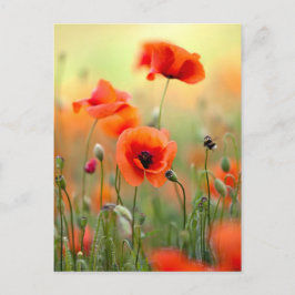 Cartão Postal Flores vermelhas da papoila