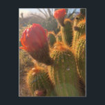 Cartão Postal Flores Vermelhas de Cactus Sunset<br><div class="desc">Olá! Espero que goste desta foto que tirei nas minhas viagens! Sinta-se livre para adicionar seu próprio texto e verifique minhas compras para mais!</div>