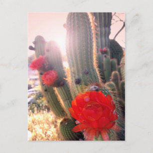 Cartão Postal Flores Vermelhas de Cactus Sunset