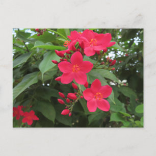 Cartão Postal Flores Vermelhas de Jatropha